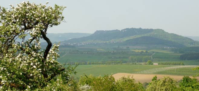 Apfelanlage gegenüber vom Walberla